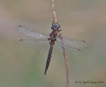 Epitheca costalis, male